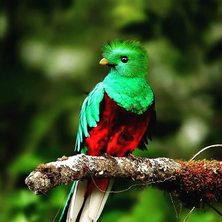 Biodiversidad de Los Quetzales